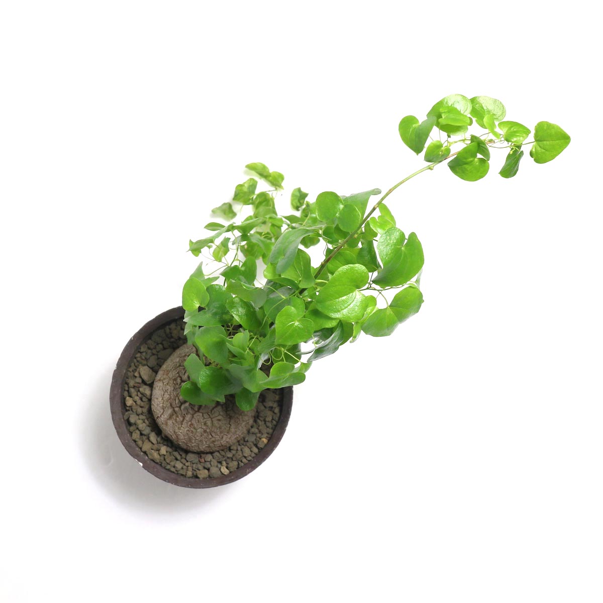 nicemiddle　ブーファン 亀甲竜 パキプス鉢付き　3点11000円 Dioscorea elephantipes (亀甲竜) × 然 (ZEN) Pot 【Botanize】