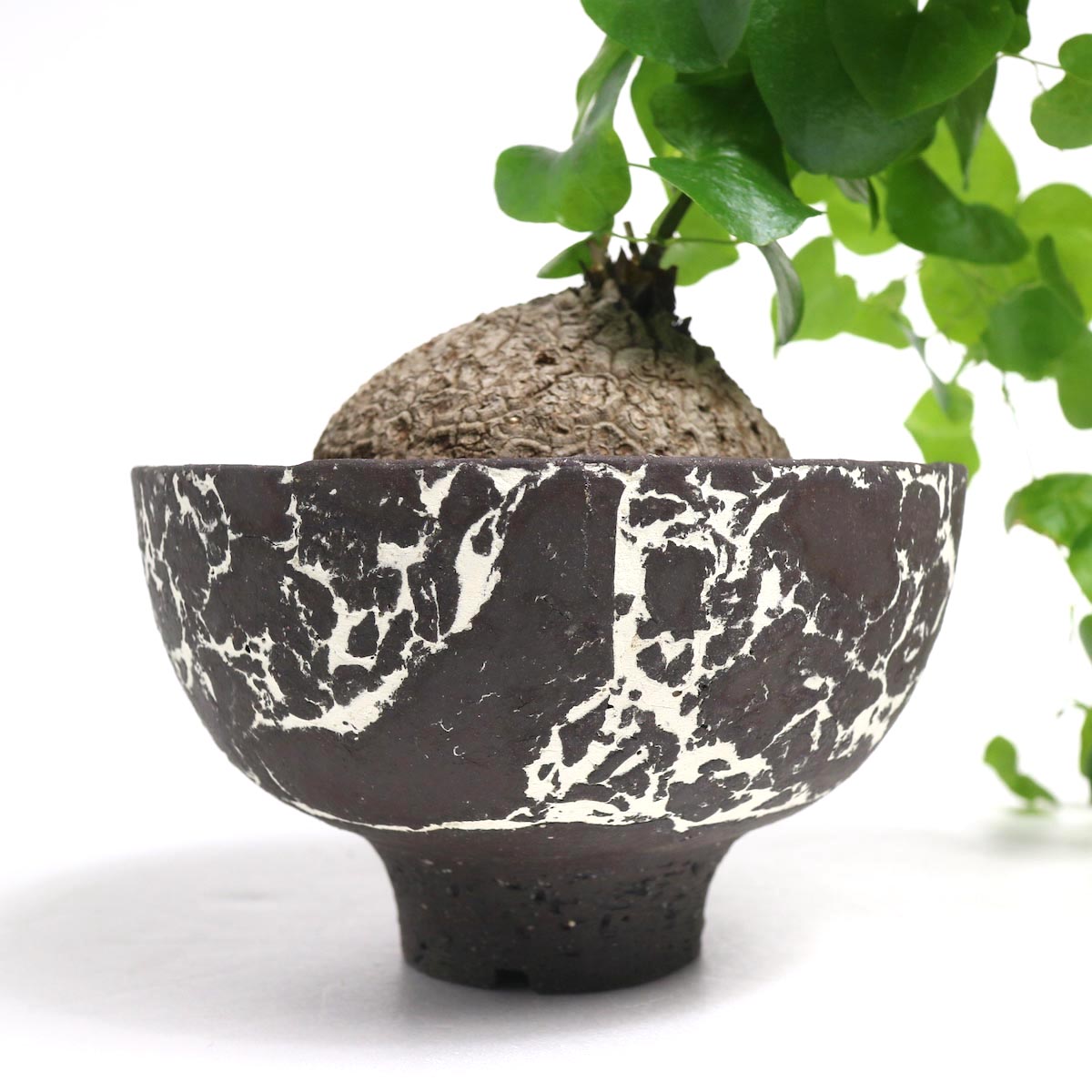 Dioscorea elephantipes (亀甲竜) × 然 (ZEN) Pot 【Botanize】