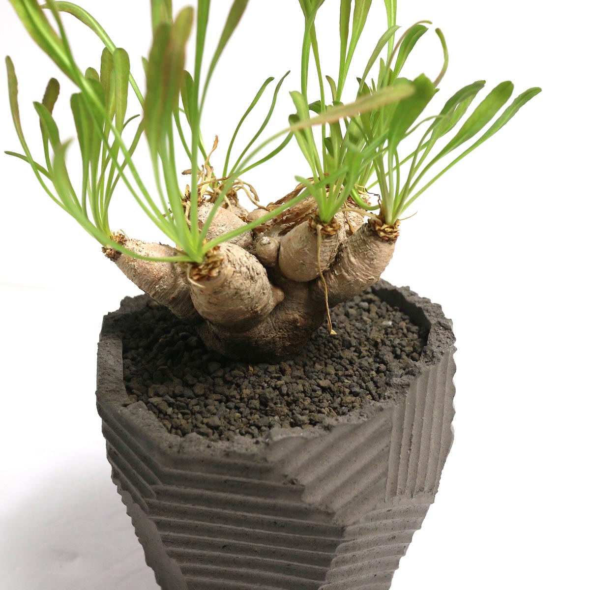 ユーフォルビア クリスパ（波涛キリン） ユーフォルビア クリスパ（波涛キリン）の育て方