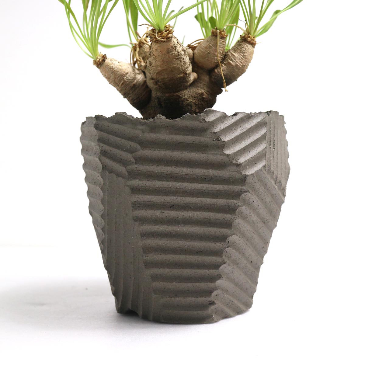Euphorbia Crispa (波涛キリン) × NEOSHIHO 