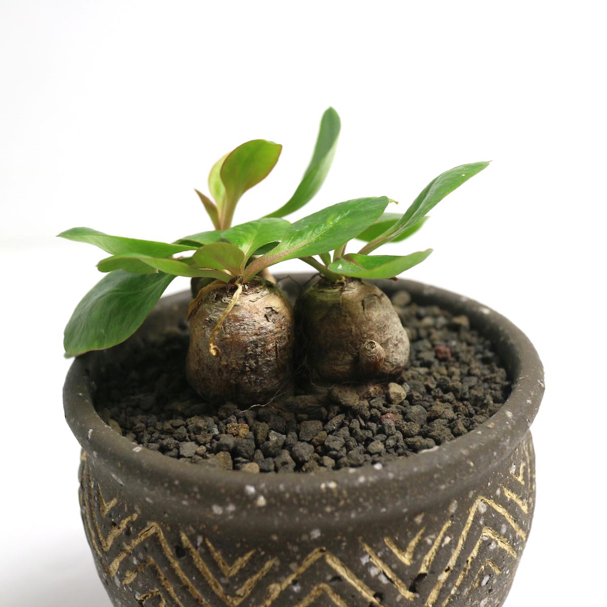 Euphorbia Ecklonii (鬼笑い) × Konect 