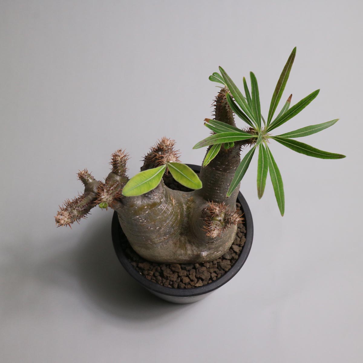 その他 VCD Pachypodium Gracilius BOTANIZE BOTANIZEとのコラボで塊根植物をフィギュア化。VCD Pachypodium