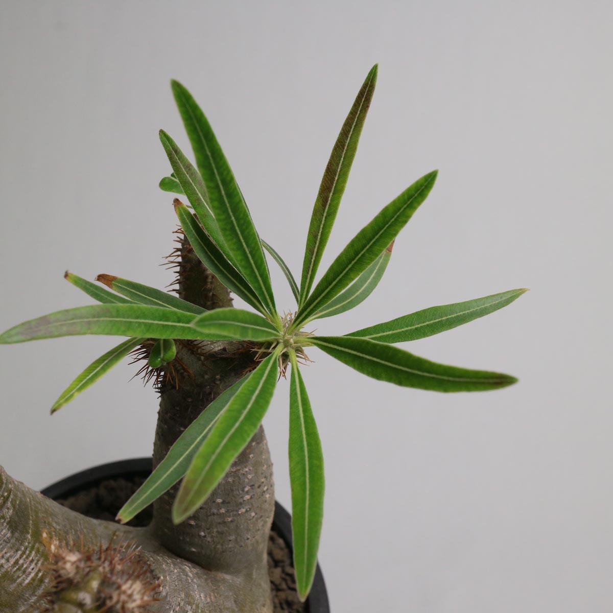 Pachypodium rosulatum var. gracilius 分頭 (A)【Botanize】