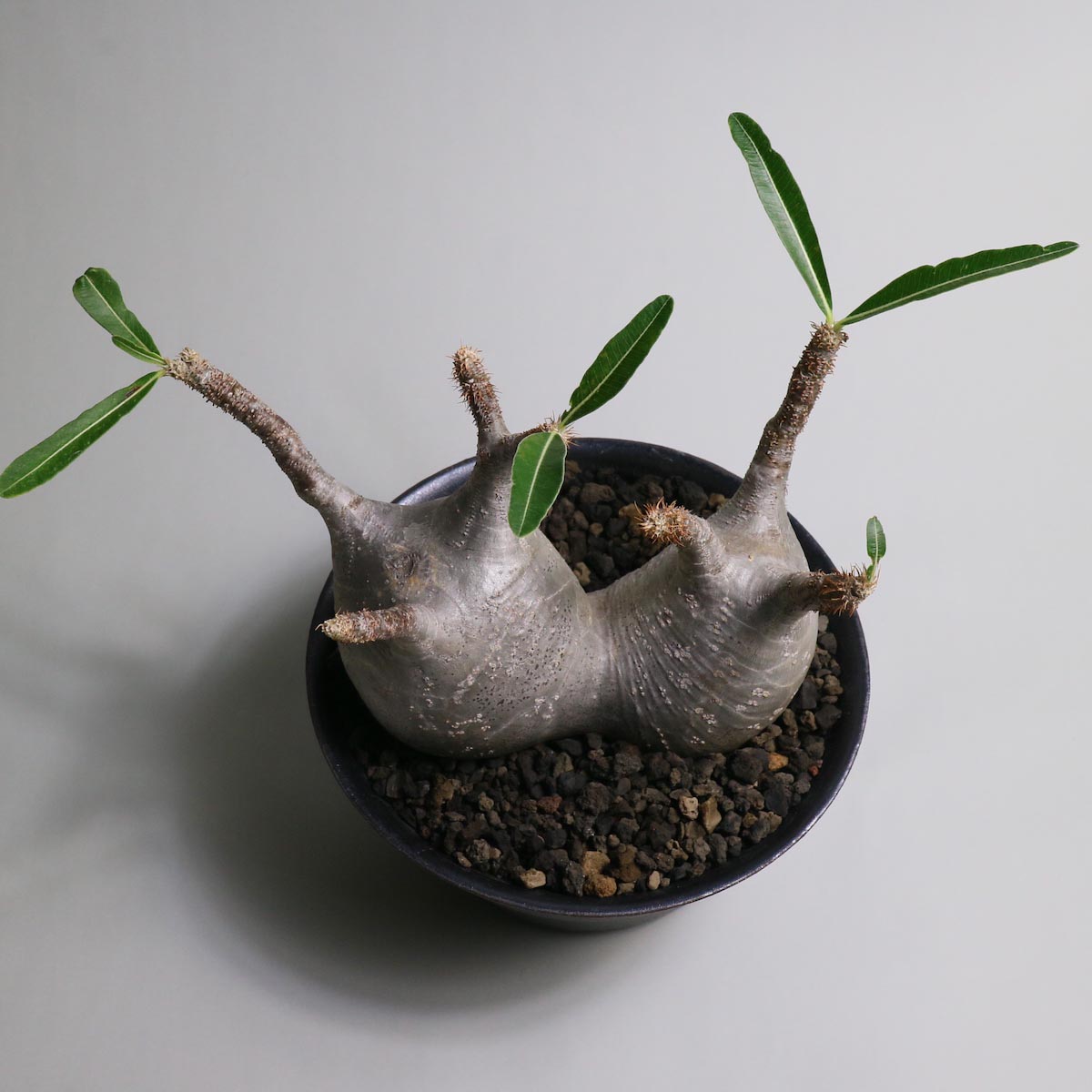 Pachypodium rosulatum var. gracilius 2頭 × invisible ink【Botanize】