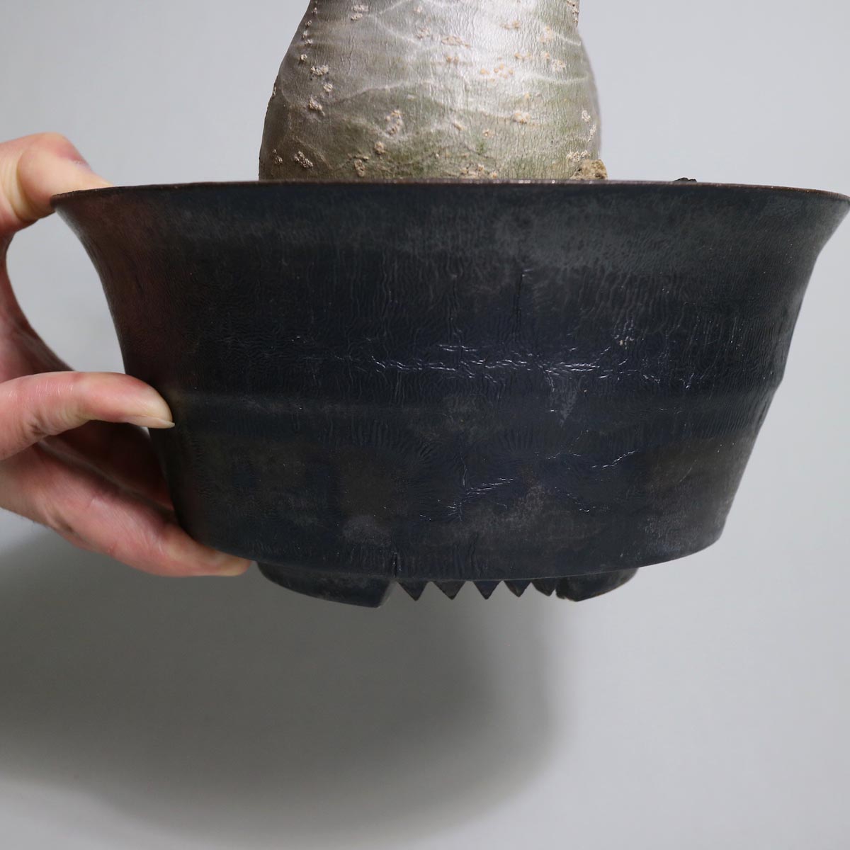 Pachypodium rosulatum var. gracilius 2頭 × invisible ink【Botanize】