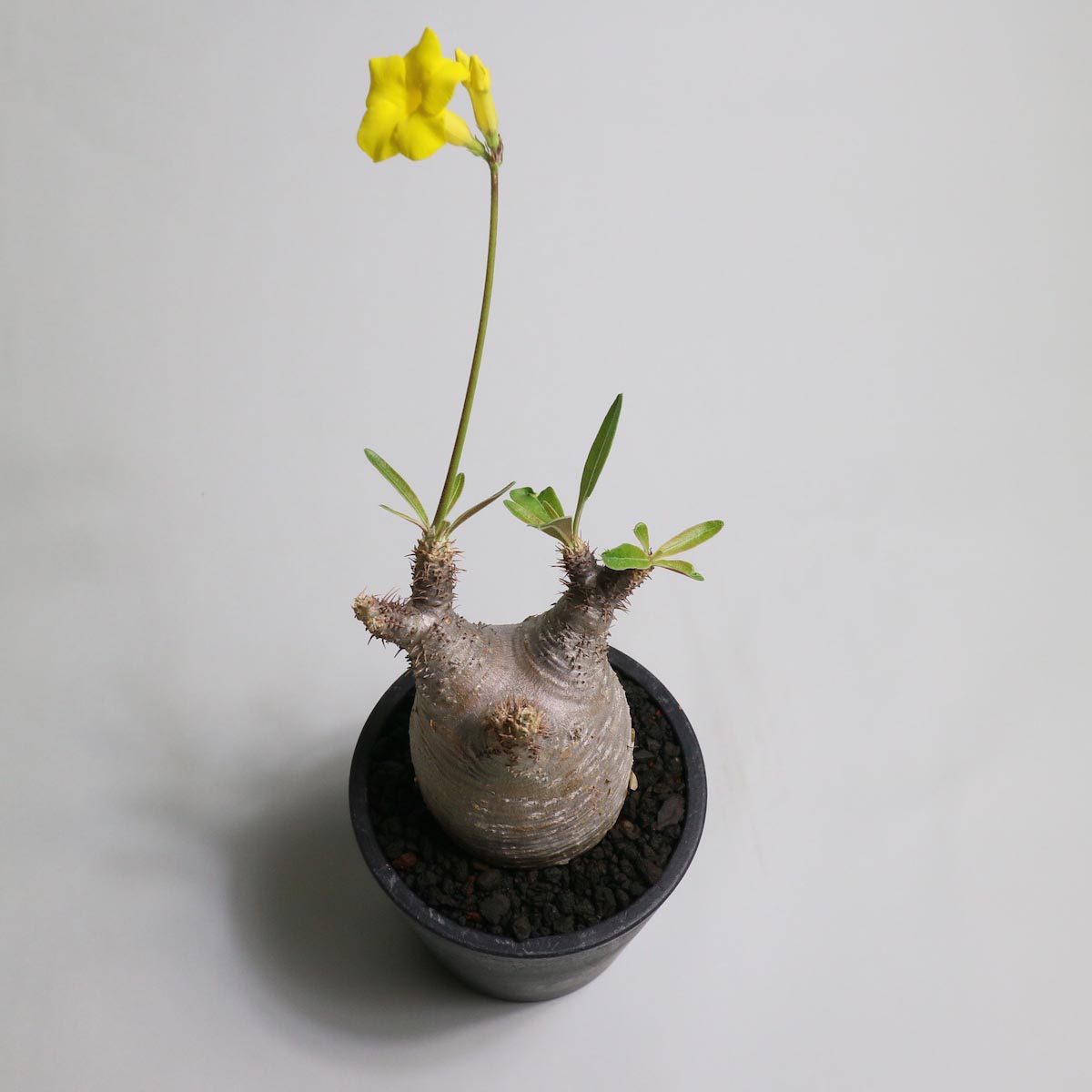 その他 BEAMS BOTANIZE  VCD Pachypodium Gracil MEDICOM TOY VCD BOTANIZE Pachypodium その他 BEAMS BOTANIZE