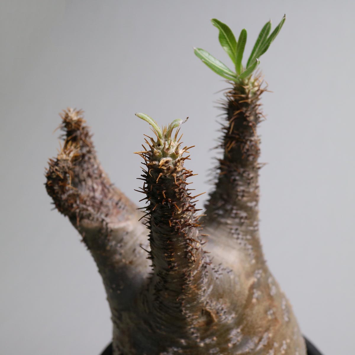 Pachypodium rosulatum var. gracilius【Botanize】枝先