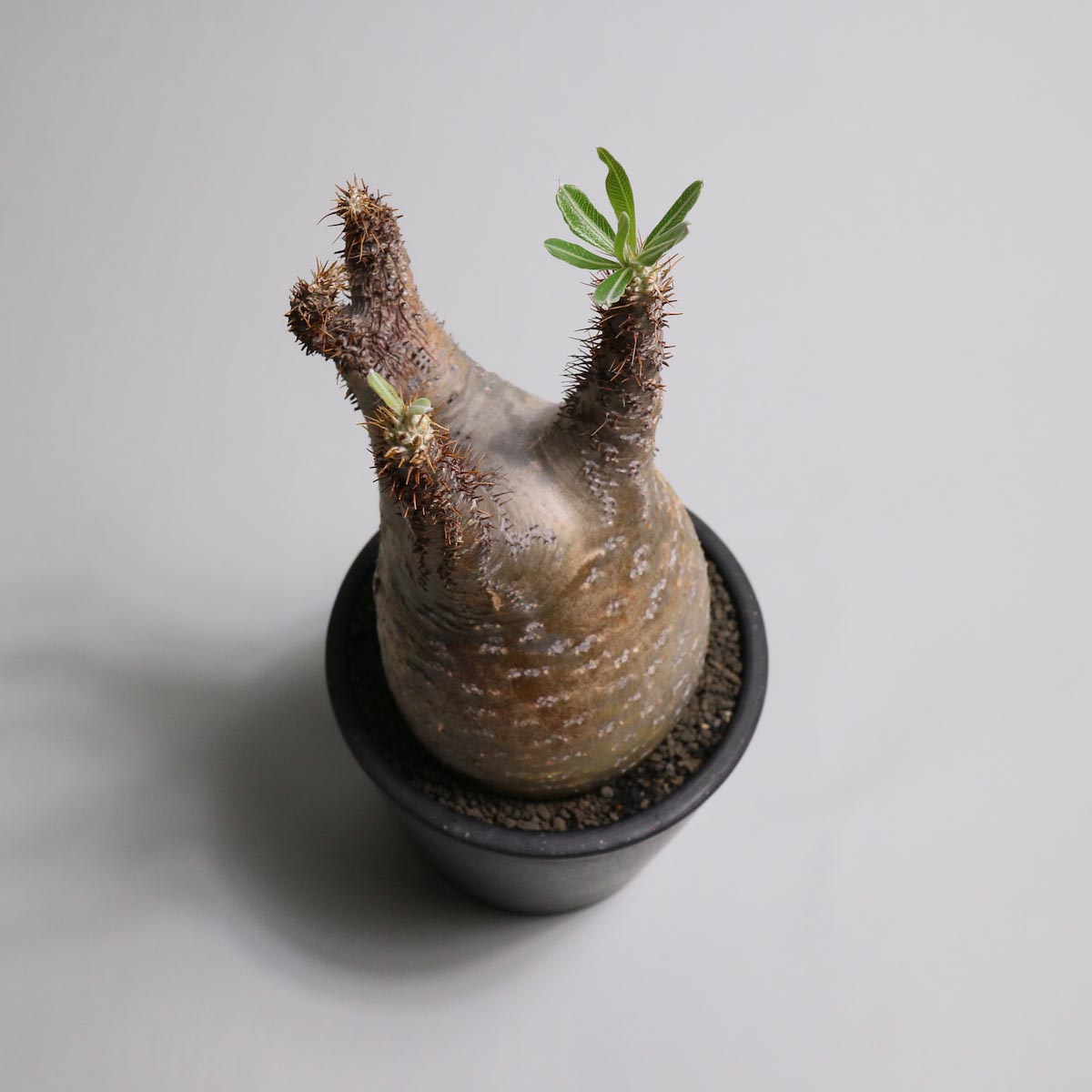 その他 BEAMS BOTANIZE  VCD Pachypodium Gracil Botanize VCD Pachypodium Gracilius