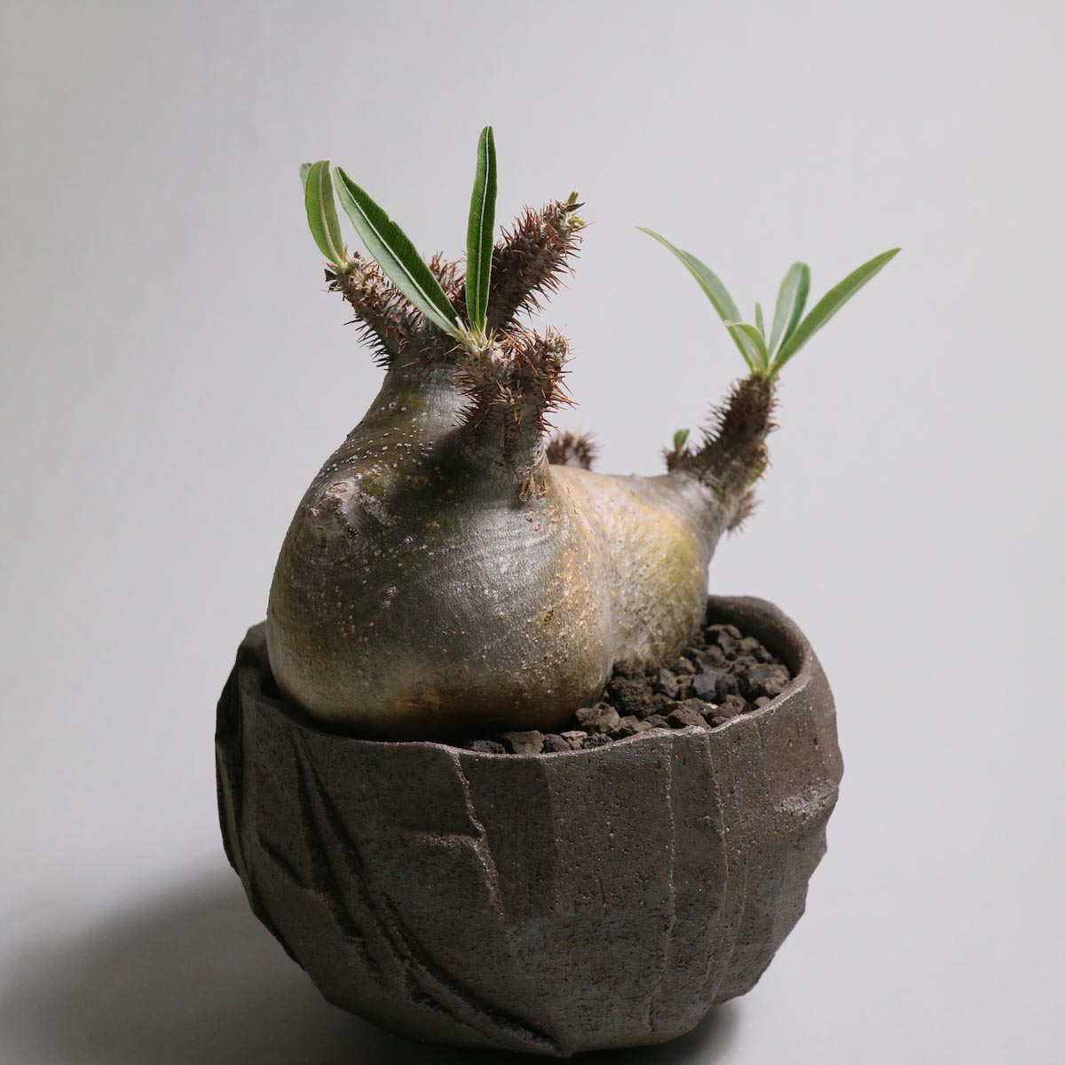 Pachypodium rosulatum var. gracilius 3頭株 Pachypodium rosulatum var. gracilius 3頭株 Pachypodium rosulatum