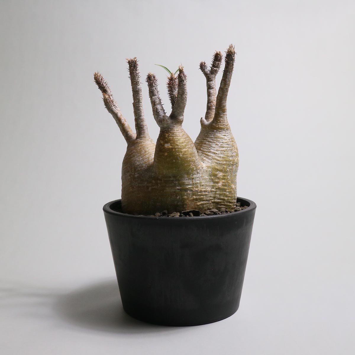 plants_3.JPG