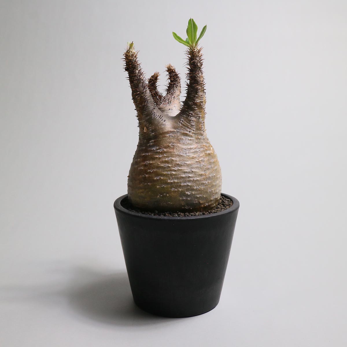 Botanize Plants Release !!】1989 Online Store