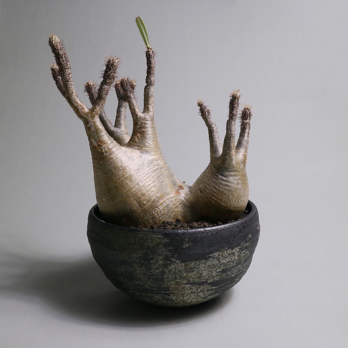 Botanize Plants Release !!】1989 Online Store