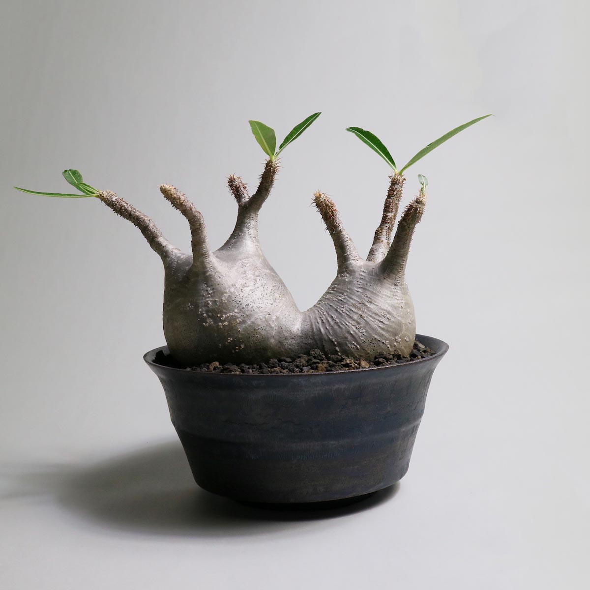 Botanize Plants Release !!】1989 Online Store
