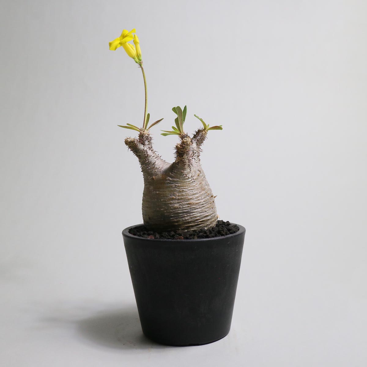 Botanize Plants Release !!】1989 Online Store